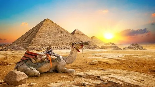 Camel in sandy desert near pyramids at sunset Camel in sandy desert near pyramids at sunset